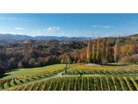 333 Jahre Weingeschichte - ein Logenplatz in der Südsteiermark
